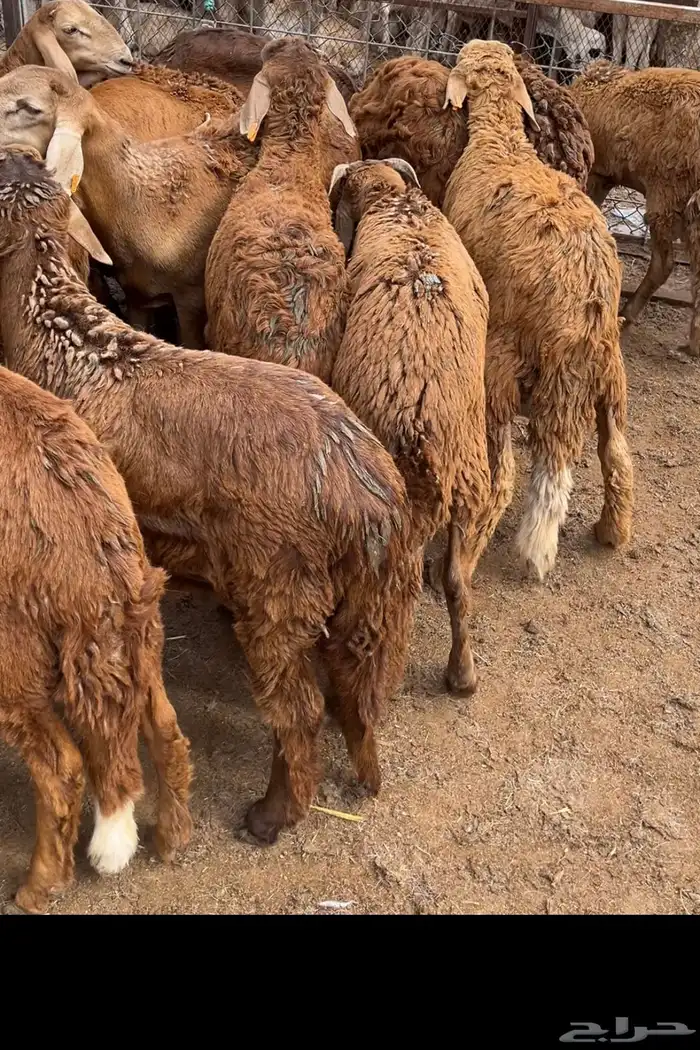 سواكني تربيه بسعار مناسبه للجميع 0