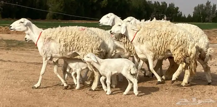 حريات صنف ولد (تم البيع) 1