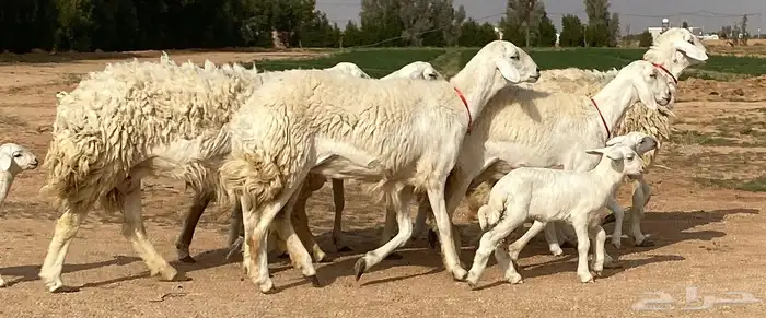 حريات صنف ولد (تم البيع) 0