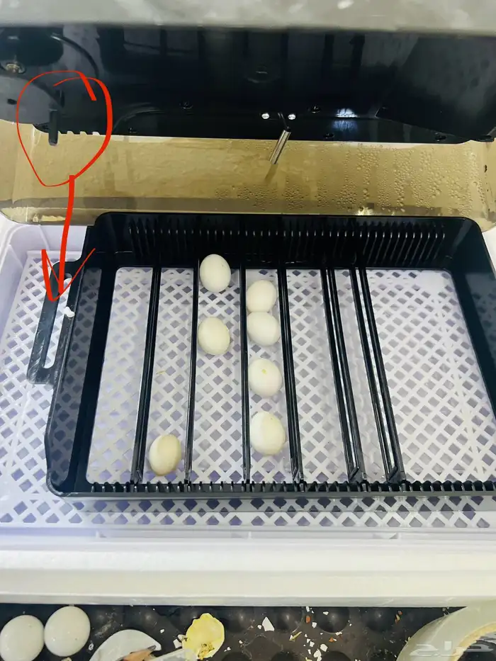 فقاسه للجميع انواع البيض 2