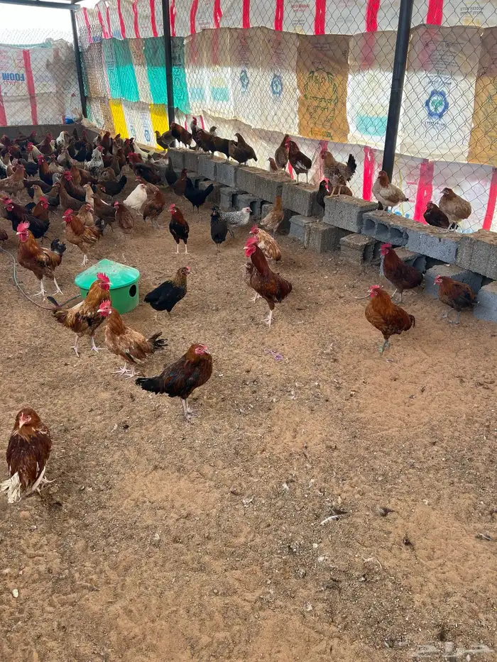 دجاج بشاير 1