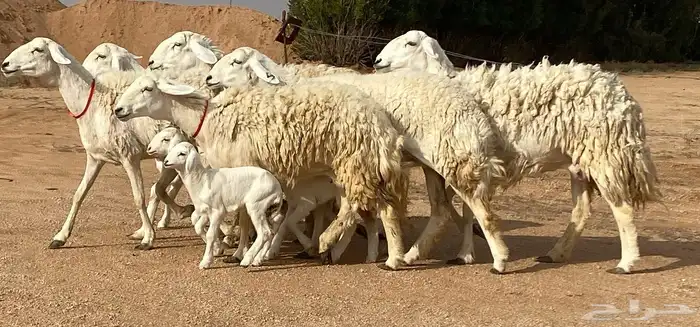 حريات صنف ولد (تم البيع) 3