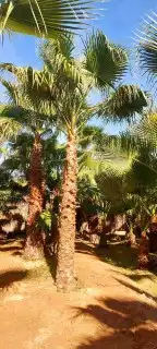 نخل واشنطني وشنطن واشنطونيا زينه للبيع 4