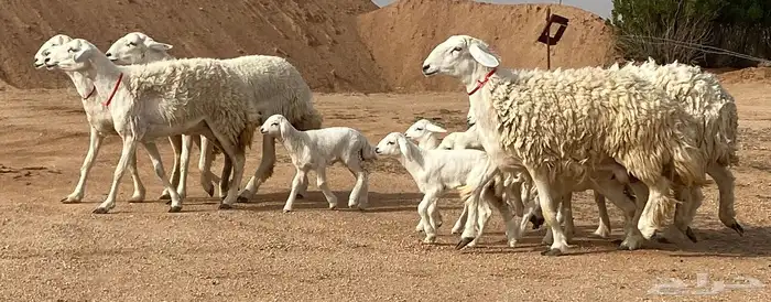 حريات صنف ولد (تم البيع) 2