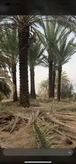 نخيل طيب 6