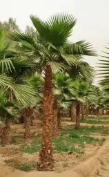 نخل واشنطني وشنطن واشنطونيا زينه للبيع 7