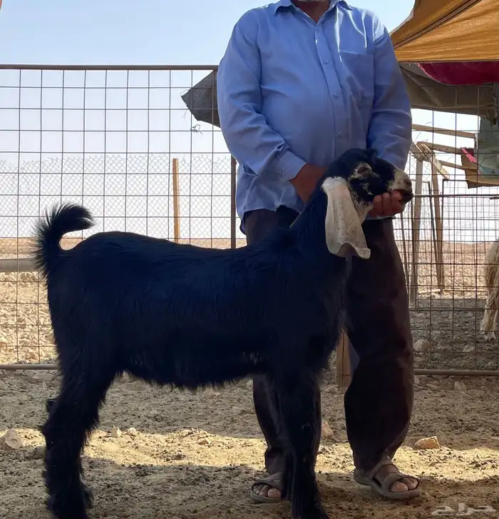 ذبائح طيب ثلاجة 0