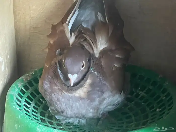 حمام للبيع 8