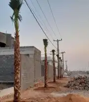 نخل واشنطني وشنطن واشنطونيا زينه للبيع 3