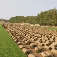 تنسيق وصيانة الحدائق جدة ومكة 5