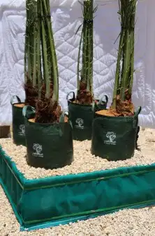 نخيل طيب 1