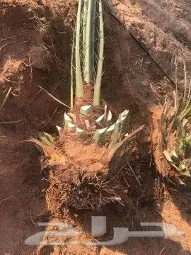 نقوم بتوريدوزراعه جميع انواع النخيل والزيتون واليمون 1