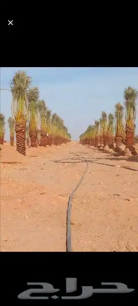 نخيل طيب 7
