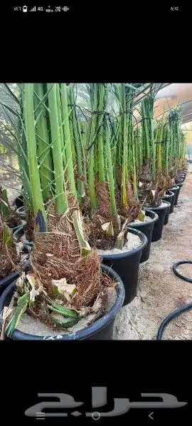 نخيل طيب 4
