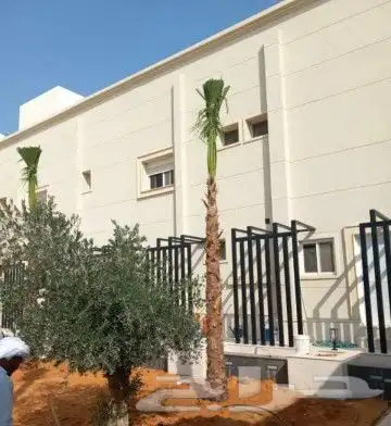 زراعه.الزيتون.وزراعه.النخيل.وتركيب.الشبوك 5
