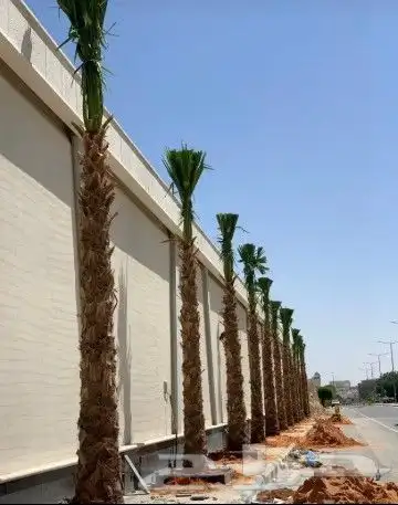 توريد نخل واشنطني 2