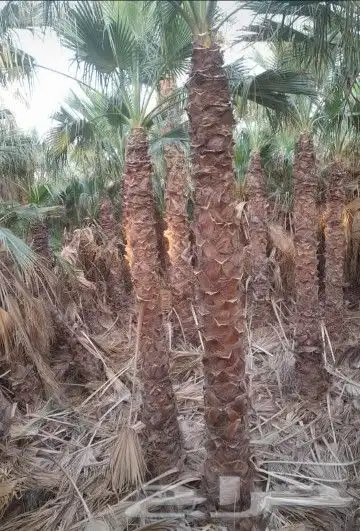 توريد نخل واشنطني 5