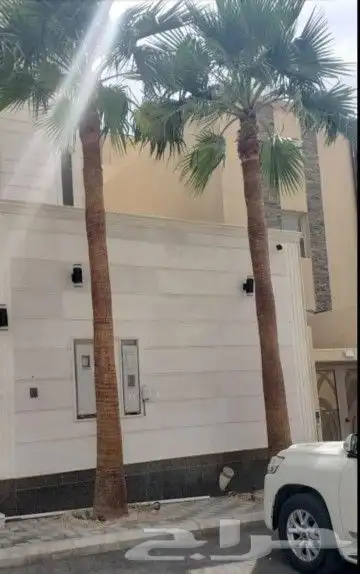 توريد نخل واشنطني 1