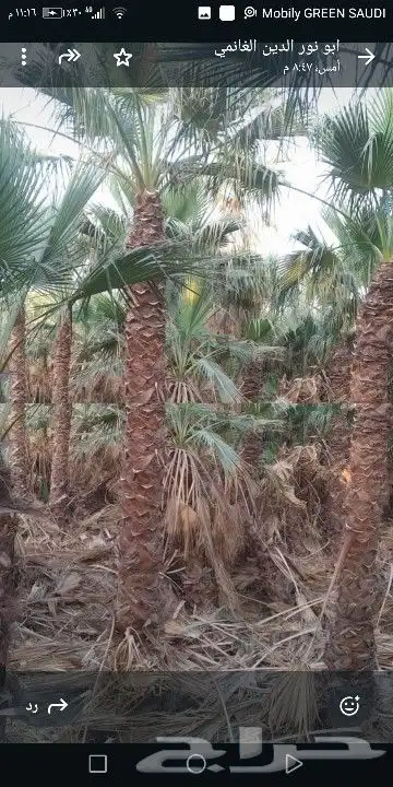 توريد نخل واشنطني 4