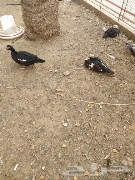 بط مسكوفي بياض العدد 20 حبة 5