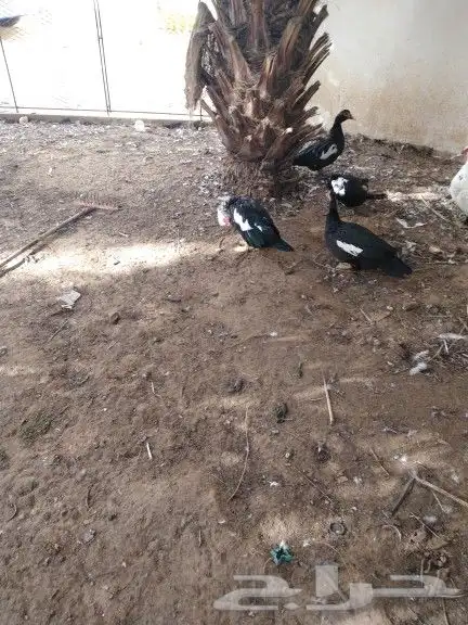 بط مسكوفي بياض العدد 20 حبة 2