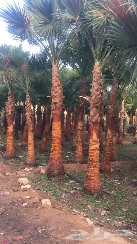 تنسيق حدائق تبوك 13