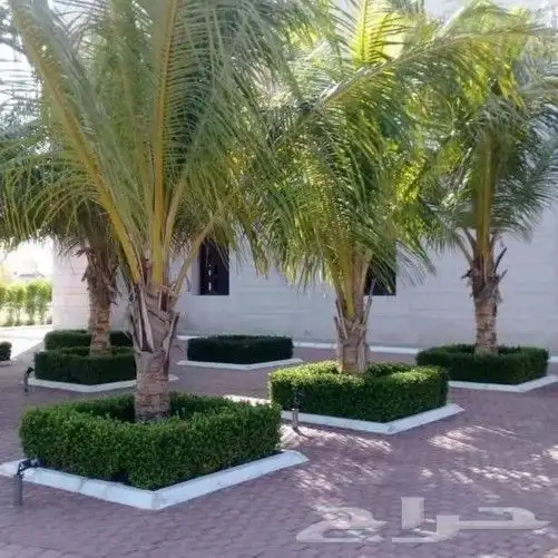 تنسيق وصيانة الحدائق جدة ومكة 3