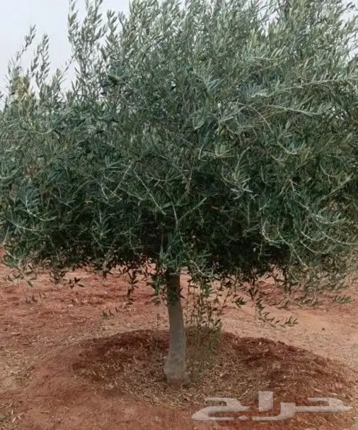 زراعه.الزيتون.وزراعه.النخيل.وتركيب.الشبوك 0