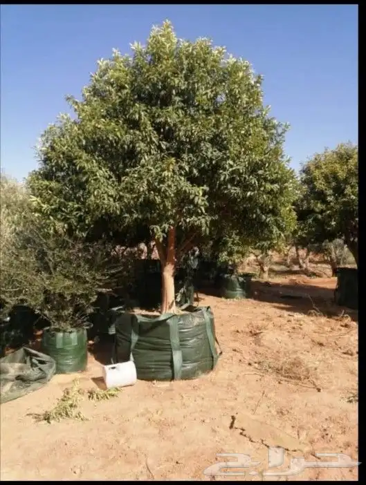نقوم بتوريدوزراعه جميع انواع النخيل والزيتون واليمون 5