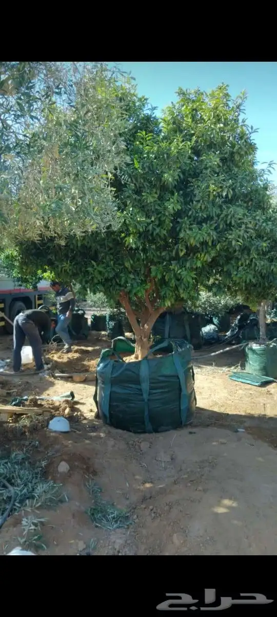 نقوم بتوريدوزراعه جميع انواع النخيل والزيتون واليمون 8