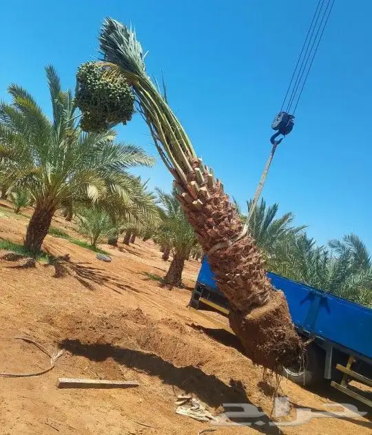 نقوم بتوريدوزراعه جميع انواع النخيل والزيتون واليمون 6