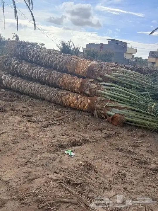 نقوم بتوريدوزراعه جميع انواع النخيل والزيتون واليمون 3