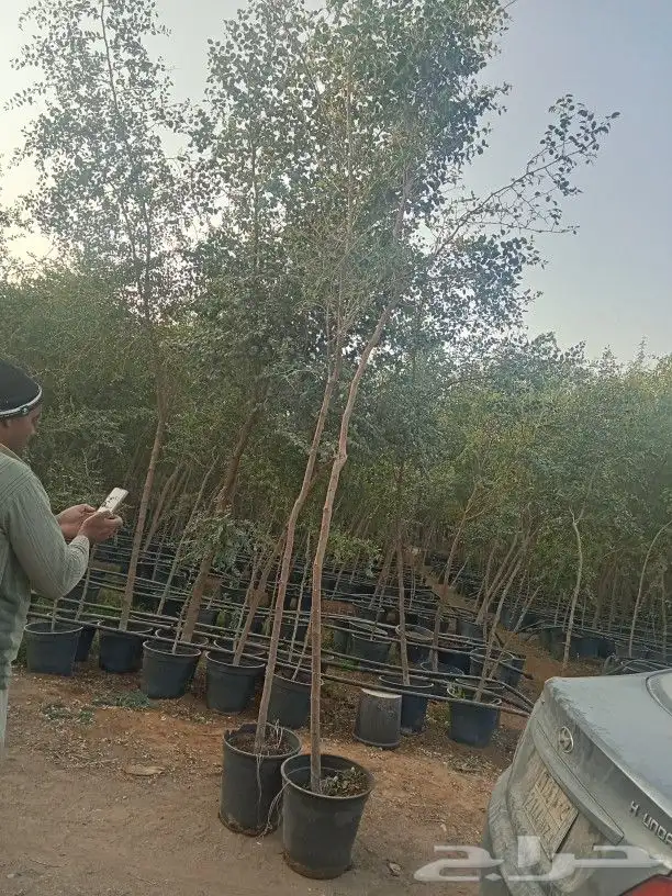 سدر بلدي للبيع 6