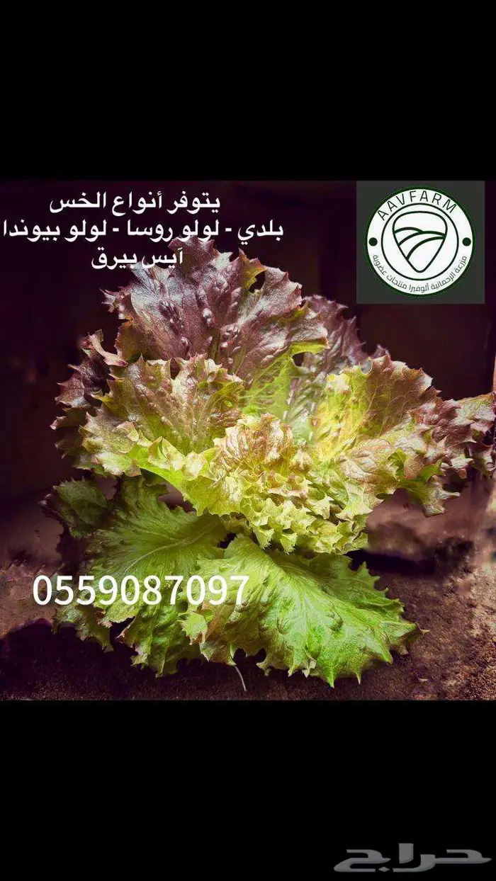 خس بأنواعه بلدي لولو روسا لولو بيوندا آيس بيرق 0