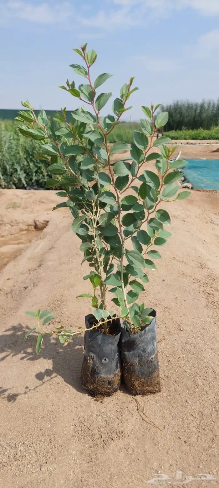 شتلات بريال ونص عرض 13