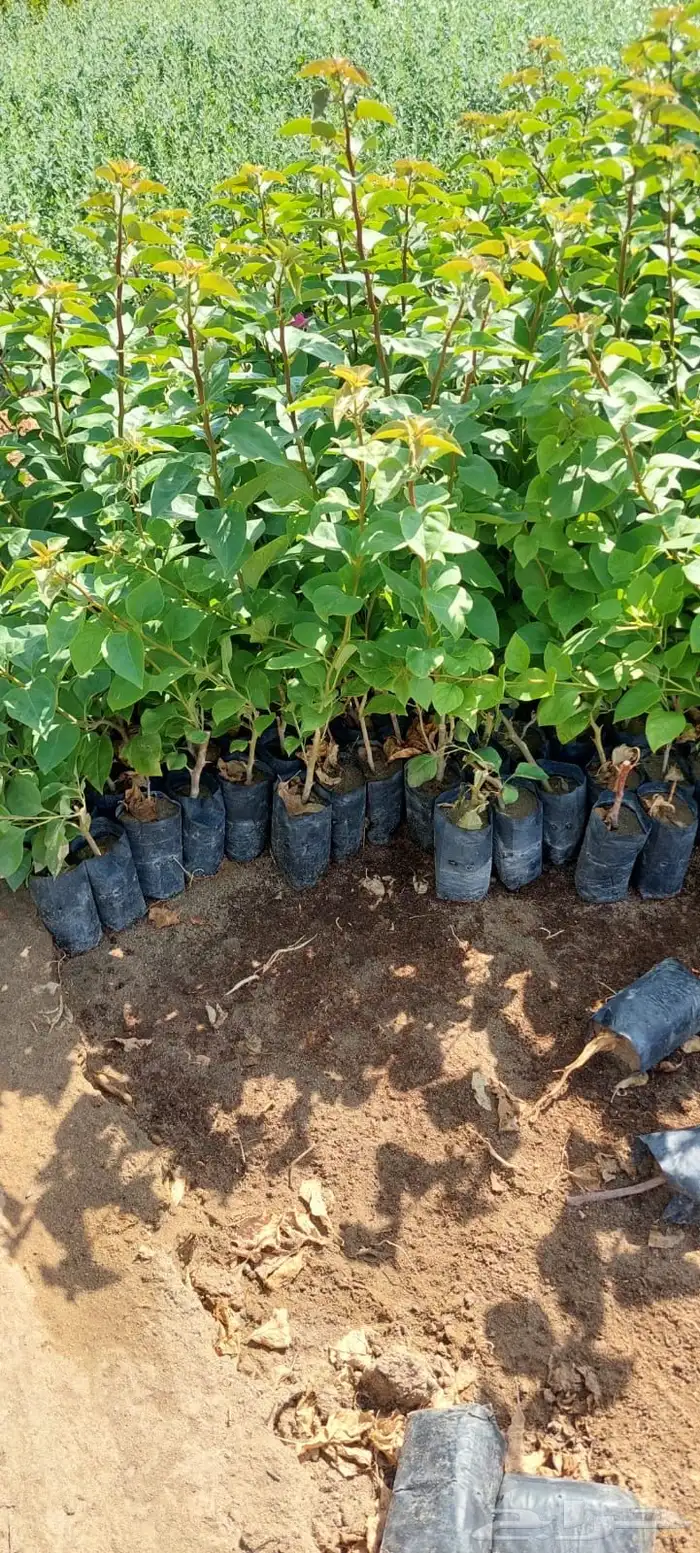 شتلات بريال ونص عرض 8