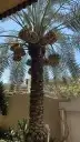 نخيل طيب 3