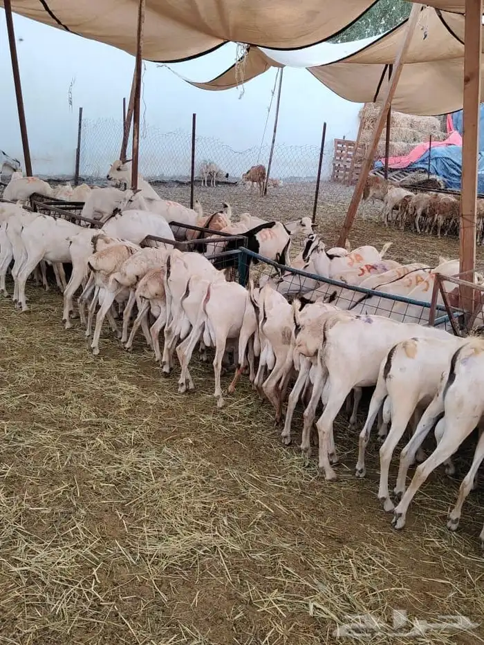 برابر 15