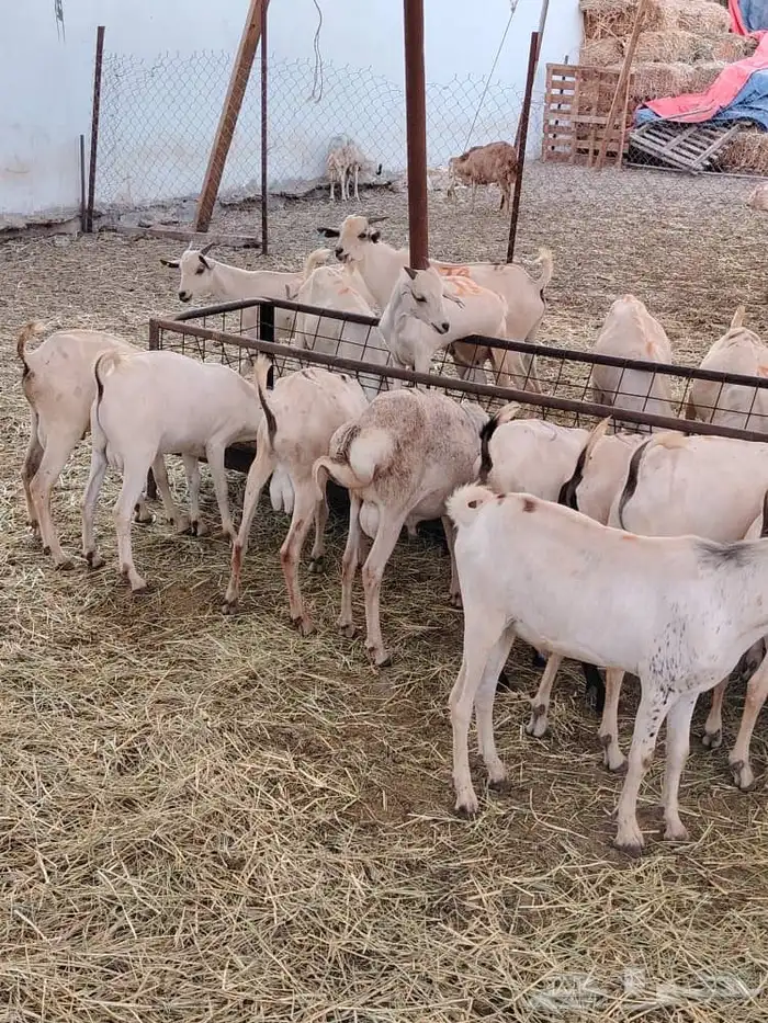 برابر 17