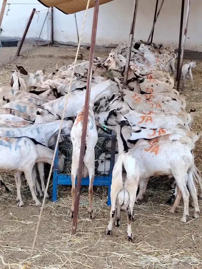 برابر 0