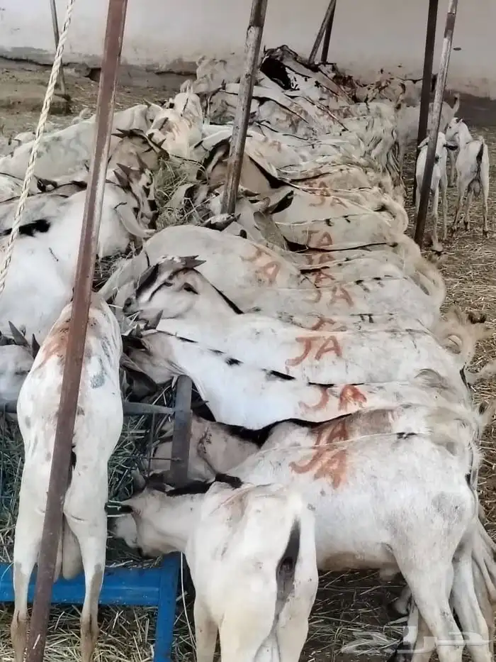 برابر 3