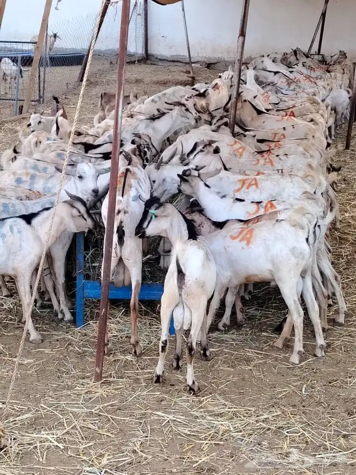 برابر 1