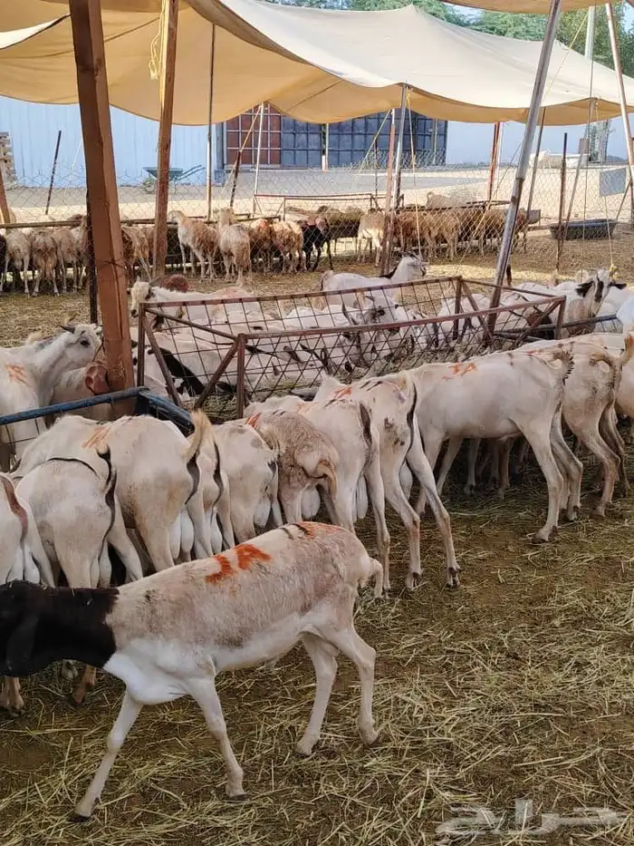 برابر 11