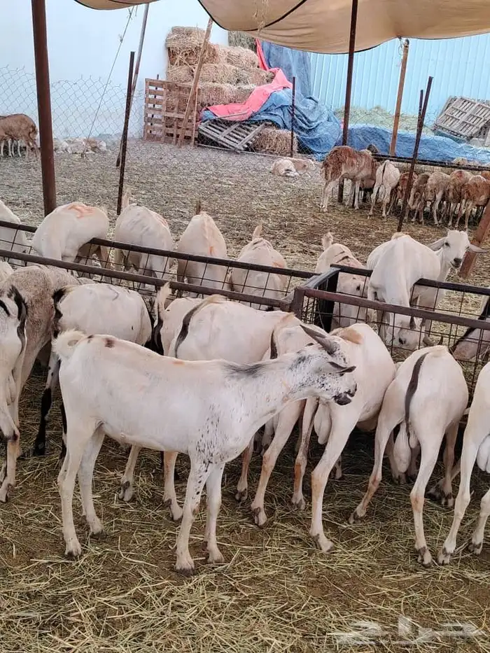 برابر 12