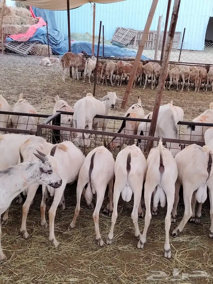 برابر 14