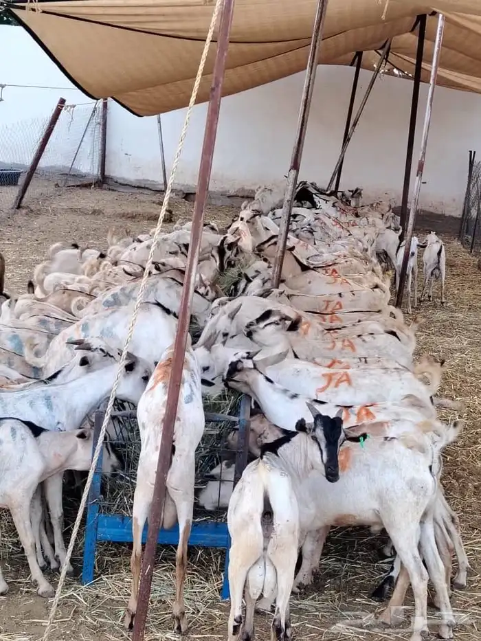 برابر 2