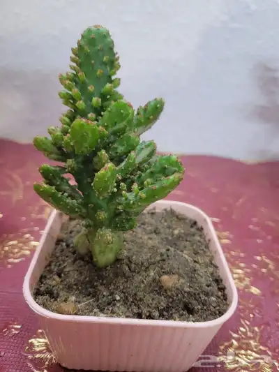 نباتات مناسبه للمنازل 2