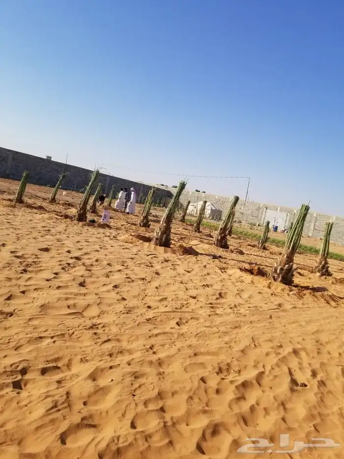 نخل اخلاص 17