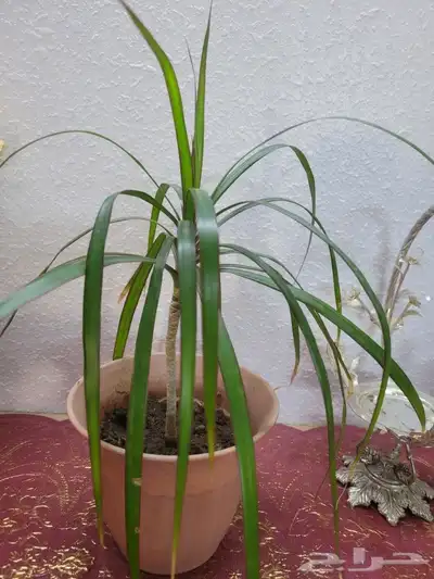 نباتات مناسبه للمنازل 0