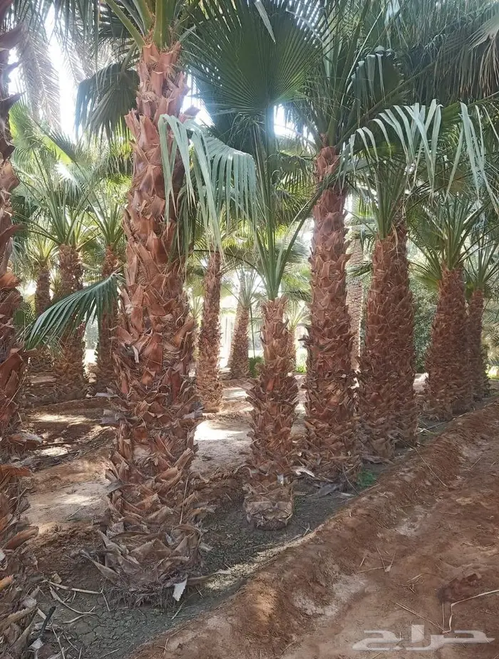 نخيل وشنطن 2